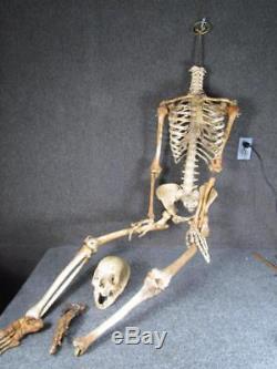 AUTHENTIC ANTIQUE Anatomical HUMAN SKELETON DISPLAY MODEL for MEDICAL SCIENCE