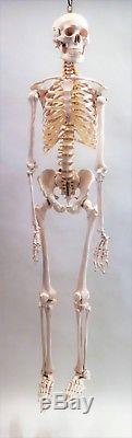 Anatomisches lebensgroßes Skelett #AI