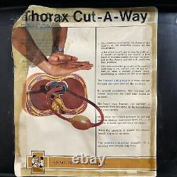 Asmund S. Laerdal ThoraxCut-A-Way. CPR. Medical Training Equipment Sold As-Is