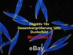 Binokulares Arzt Labor Mikroskop Hund V200 125-1250x Hellfeld (Dunkelfeld)