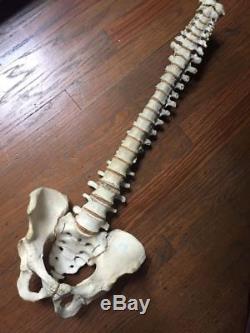 Human Medical Vertebral Spine 100% Authentic Real Human Bones