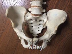 Human Medical Vertebral Spine 100% Authentic Real Human Bones