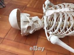 Human Skeleton Model Anatomical Life-size 180cm Unused