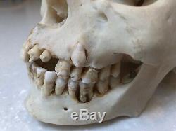 Human Skull Anatomical Medical/dental Teaching In Good Condition