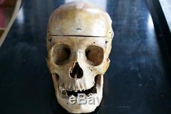 Human Skull Model Anatomy Medical Clinic Study 100% Authentic Real