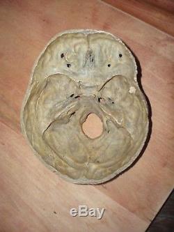 Human Skull Model Anatomy Medical Clinic Study 100% Authentic Real Antique