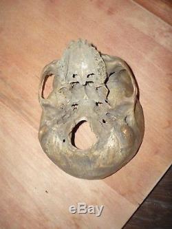 Human Skull Model Anatomy Medical Clinic Study 100% Authentic Real Antique