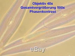 Labor Arzt Mikroskop Will BX300 Hellfeld Dunkelfeld Phasenkontrast 60-1250x