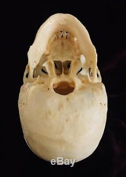 REAL Human Skull used for Medical Dental Teaching Training or Movie Prop