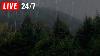 Rain In Forest To Fall Asleep Relax Study And Beat Insomnia