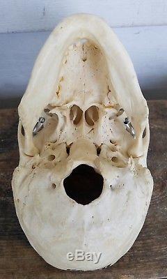 Real Human Skull Medical/ Dental Teaching/Training