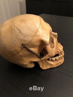 Real authentic medical human skull anatomy training model bone study