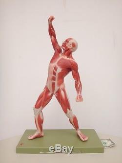 SOMSO Male Muscle Figure AS 3 20 3/4 Anatomical Teaching Model-Retail $1,300