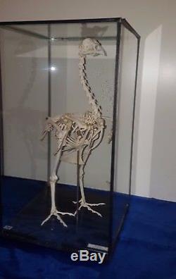 Skelett Tierskelett Huhn Lehrmittel Lehrmodell original Glaskasten