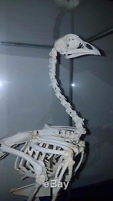 Skelett Tierskelett Huhn Lehrmittel Lehrmodell original Glaskasten