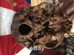 Skull Genuine Human Bone Vintage Anatomical Medical Learning