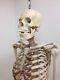 Vintage Human Medical Skeleton With Skull