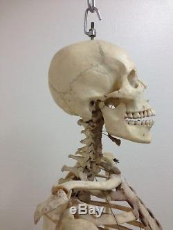 Vintage Human Medical Skeleton With Skull